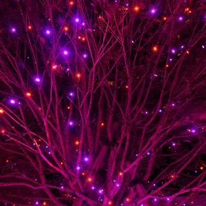 Light up your Halloween with DAZZLE BRIGHT 300 LED String Lights! 🎃✨ 100FT of vibrant purple & orange with 8 fun modes - perfect for parties, carnivals, and outdoor decor. Create a spooktacular atmosphere for your celebrations! 👻💡 Dazzle Bright